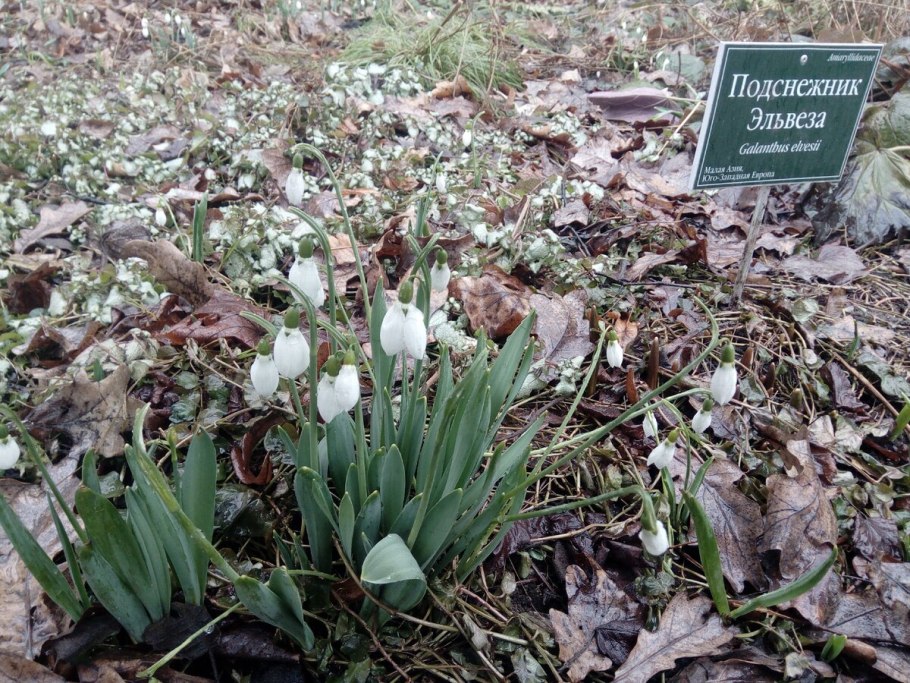 День подснежников 6 марта