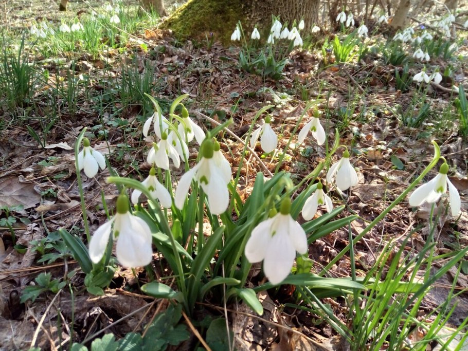 Про Подснежник слайды