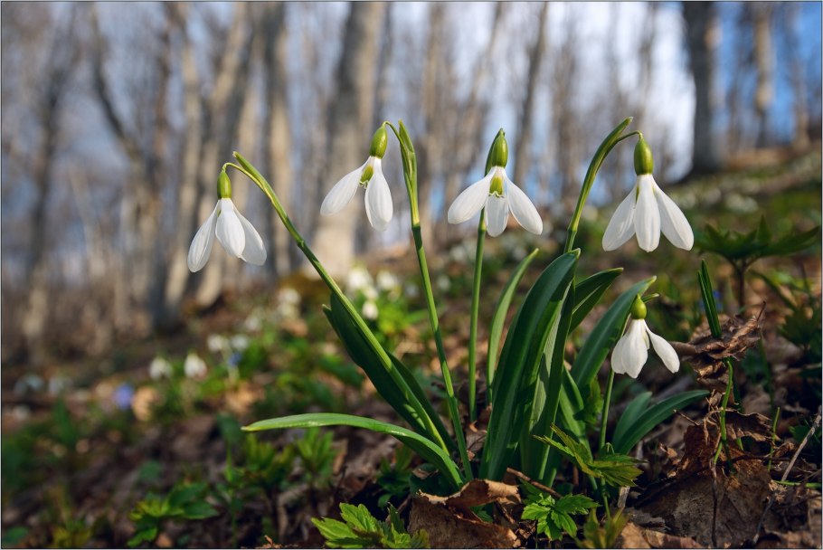 Подснежник крымский