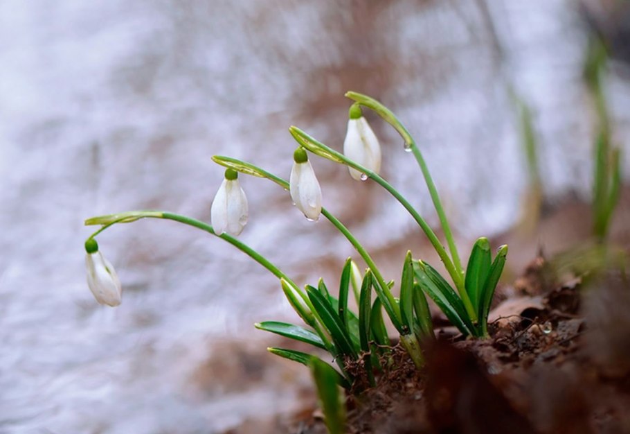 Природное сообщество Кавказа Кавказского подснежника
