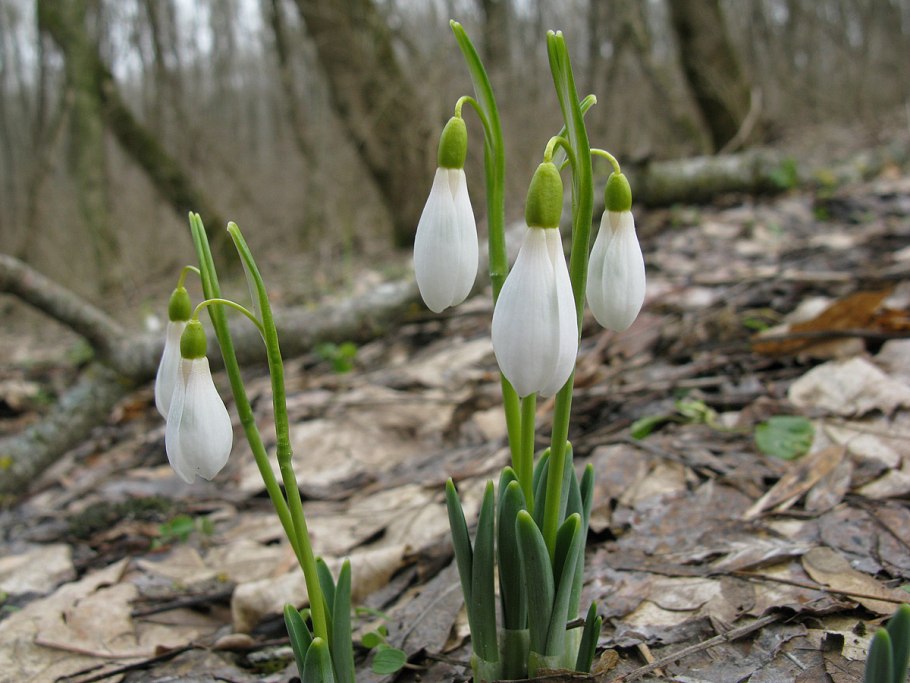 Олимпик подснежники