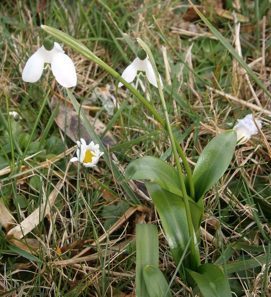 Жизненные формы растений дерево кустарник кустарничек