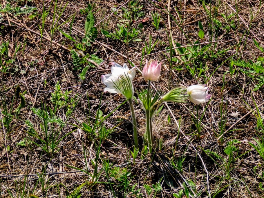 Сообщение о первоцветах 2 класс окружающий мир