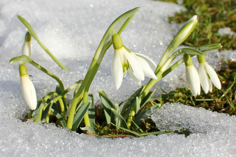 Подснежник Галантус кавказский