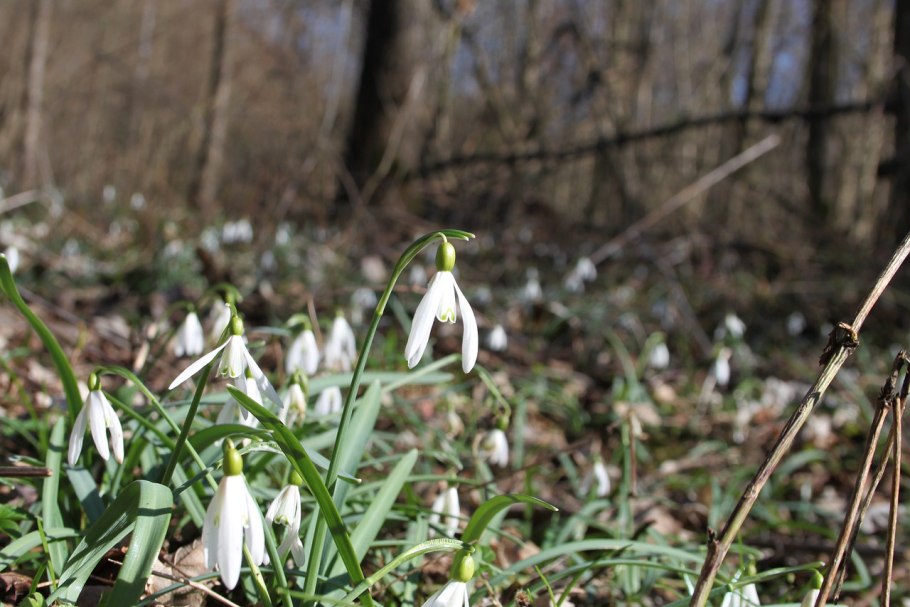 Подснежники в Белгороде