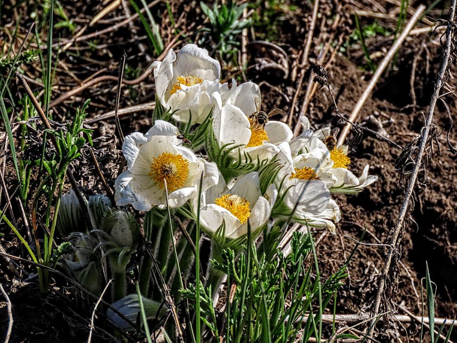 Луковицы пролески