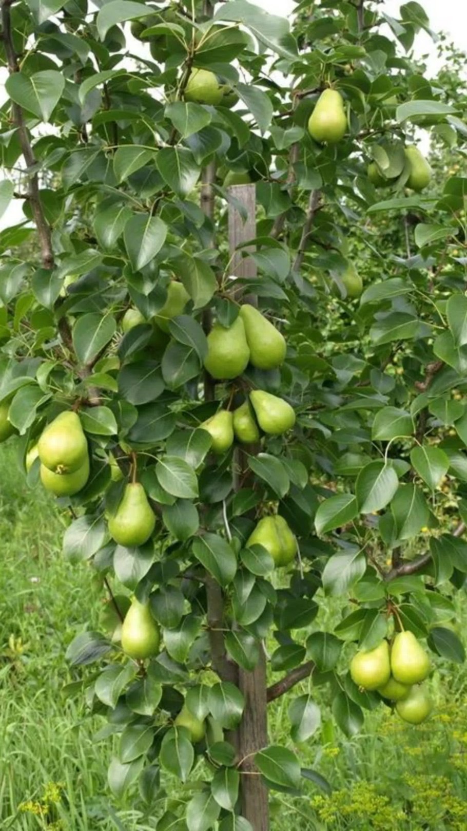 Груша Ларинская