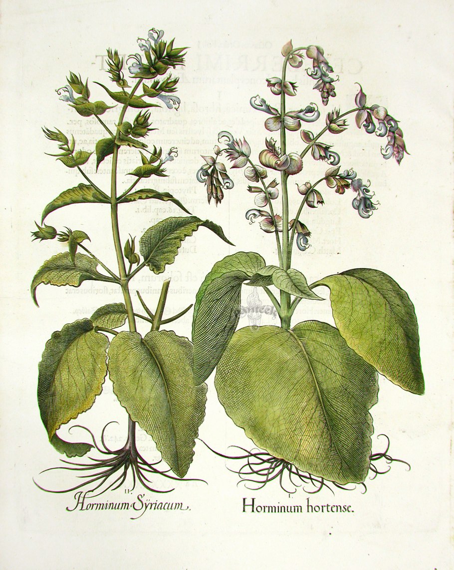 Шалфей предсказателей Ботаническая иллюстрация