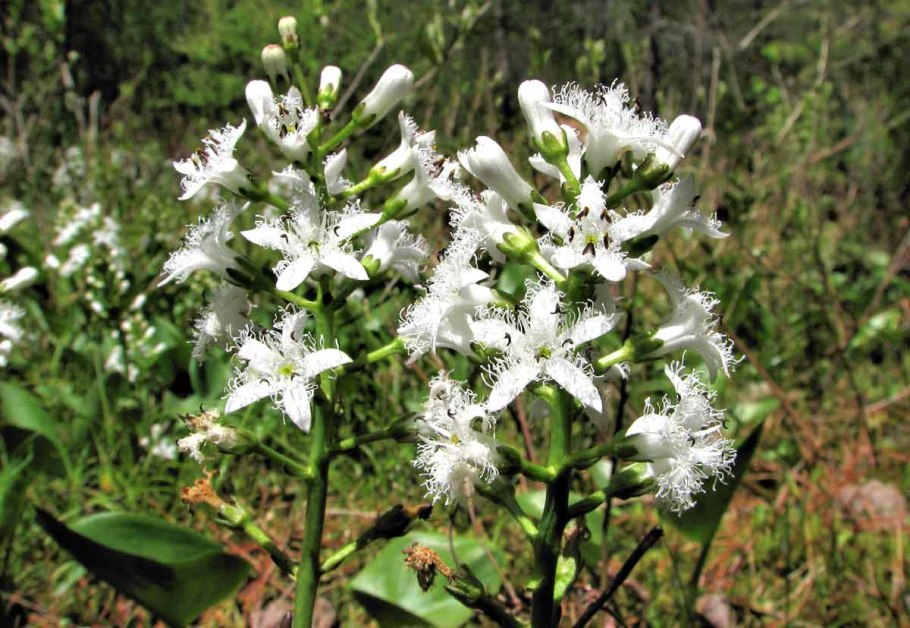 Bogbean