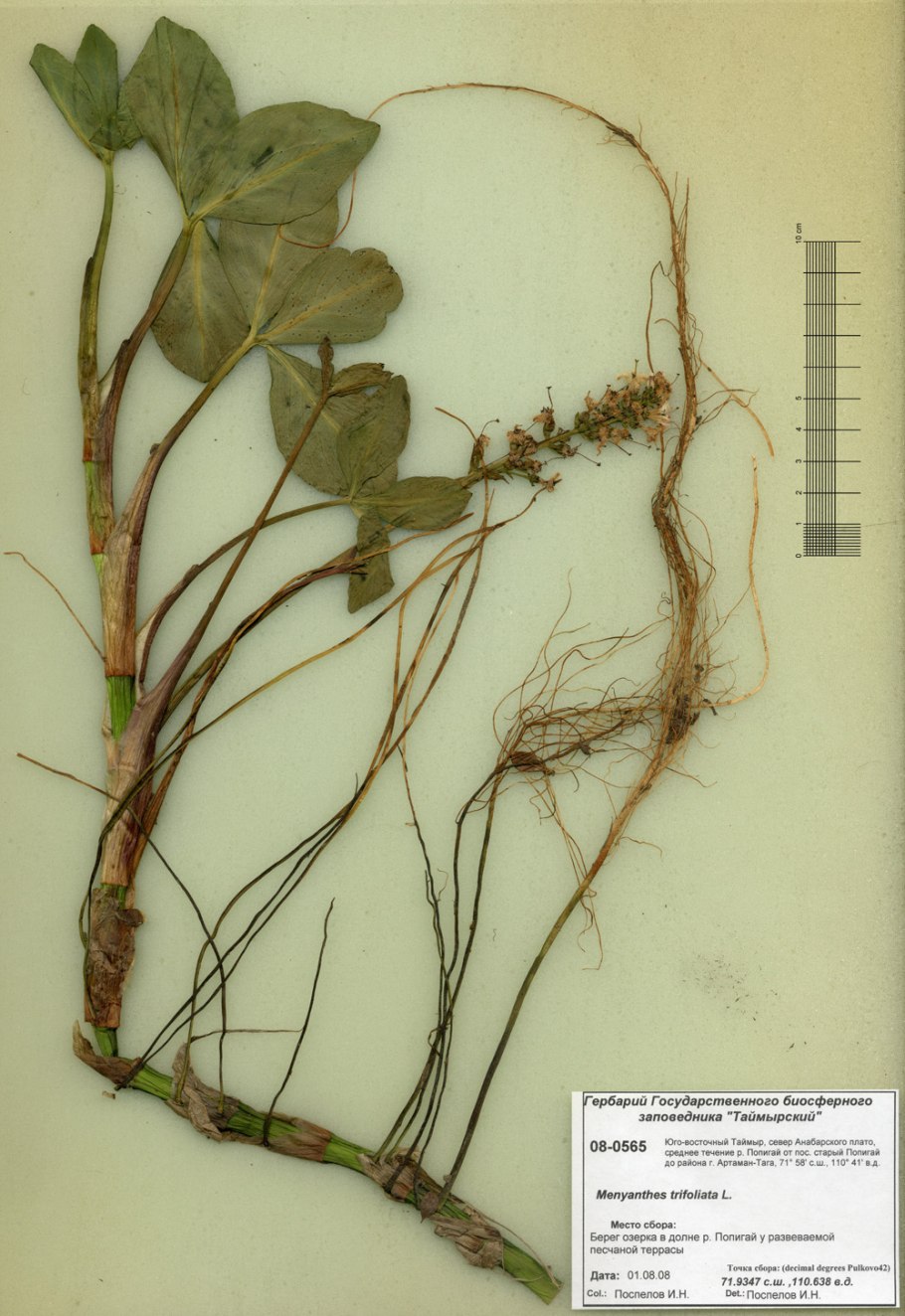 Вахта трехлистная гербарий