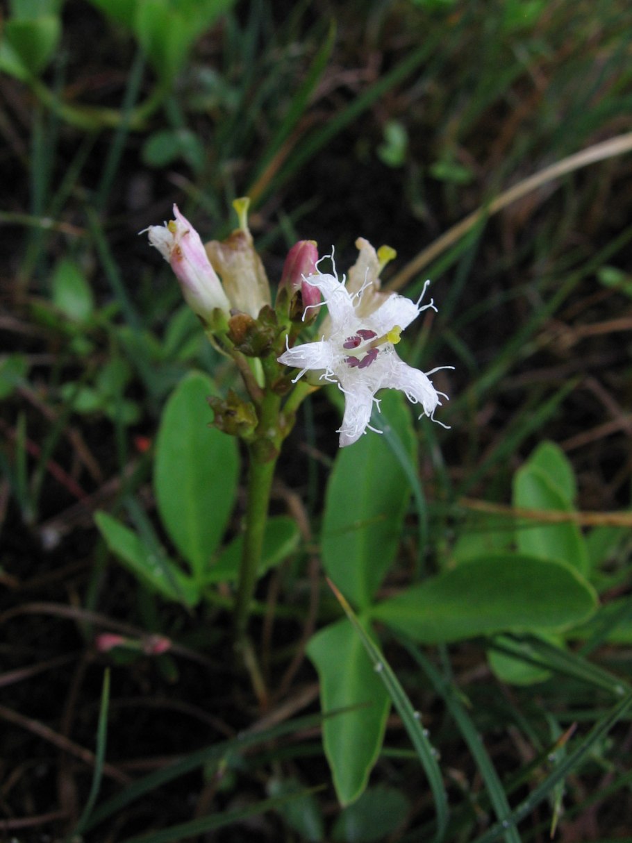Menyanthes trifoliata