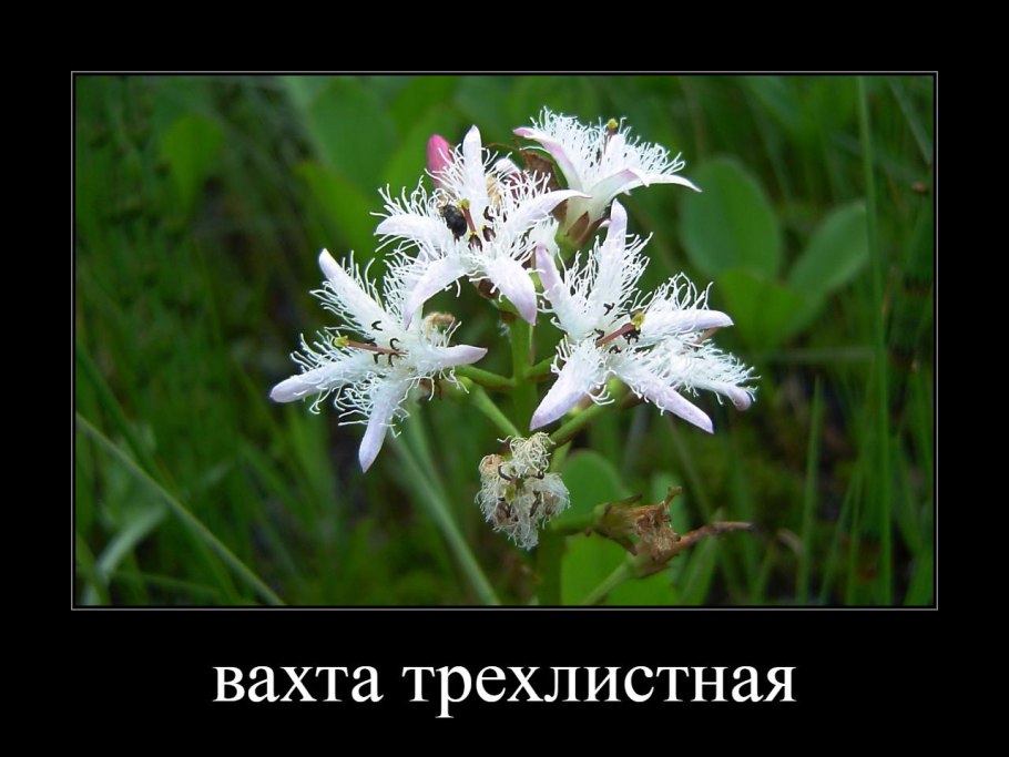 Вахта трехлистная на мелководье в пруду