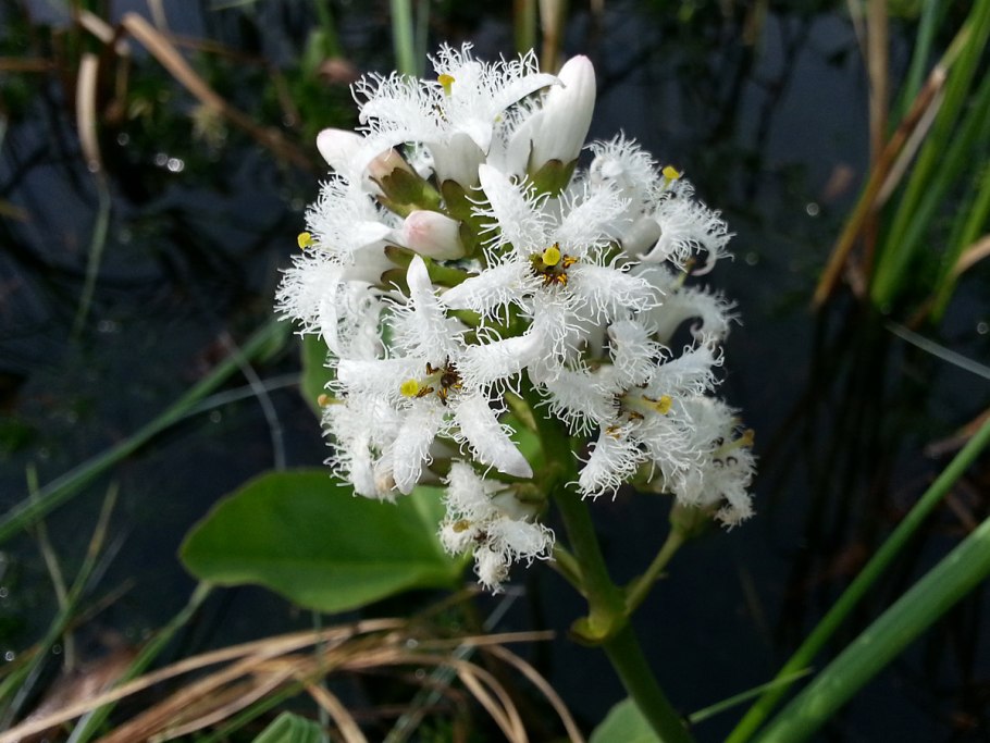 Menyanthes trifoliata