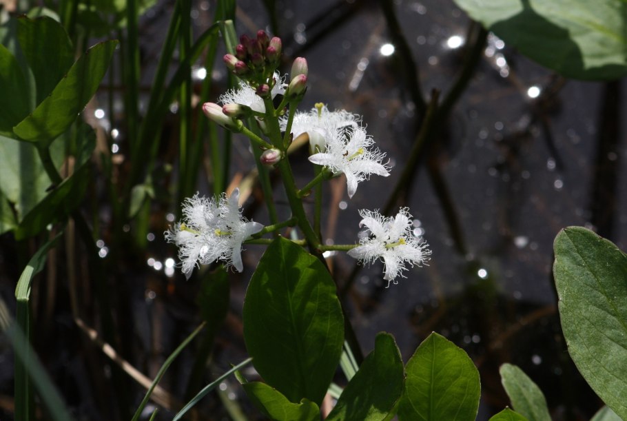 Menyanthes trifoliata