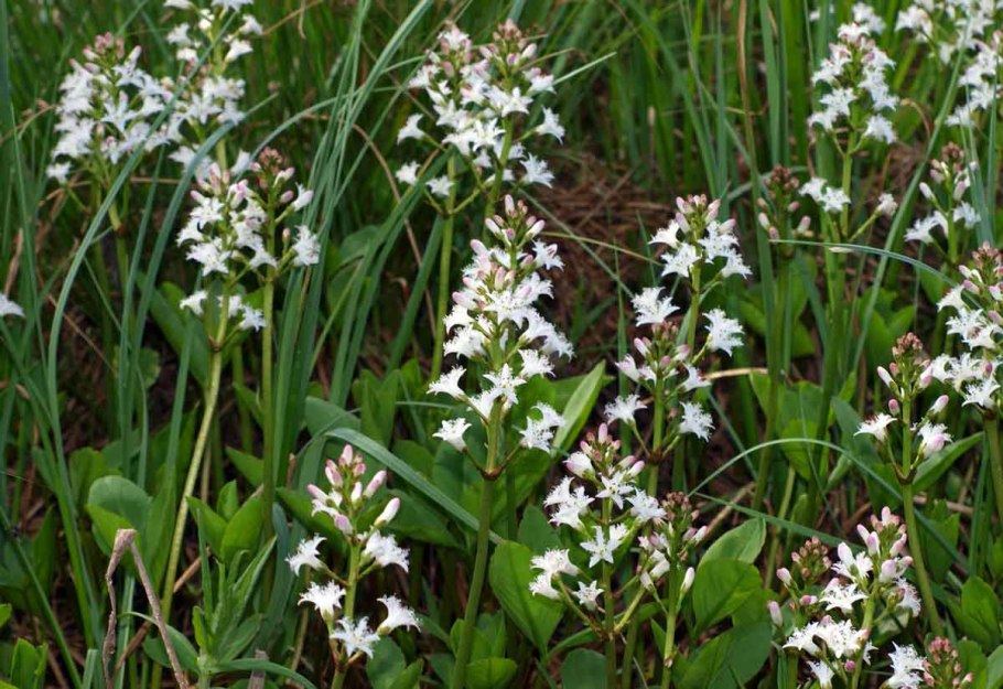 Bogbean растение
