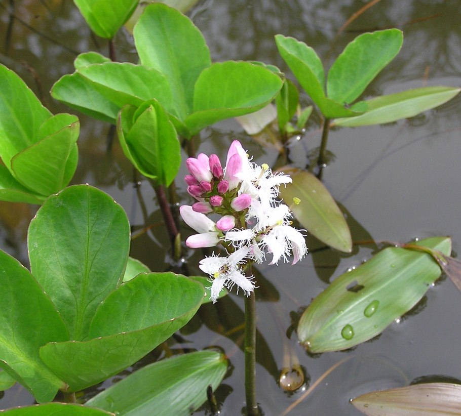 Растение вахта трехлистная