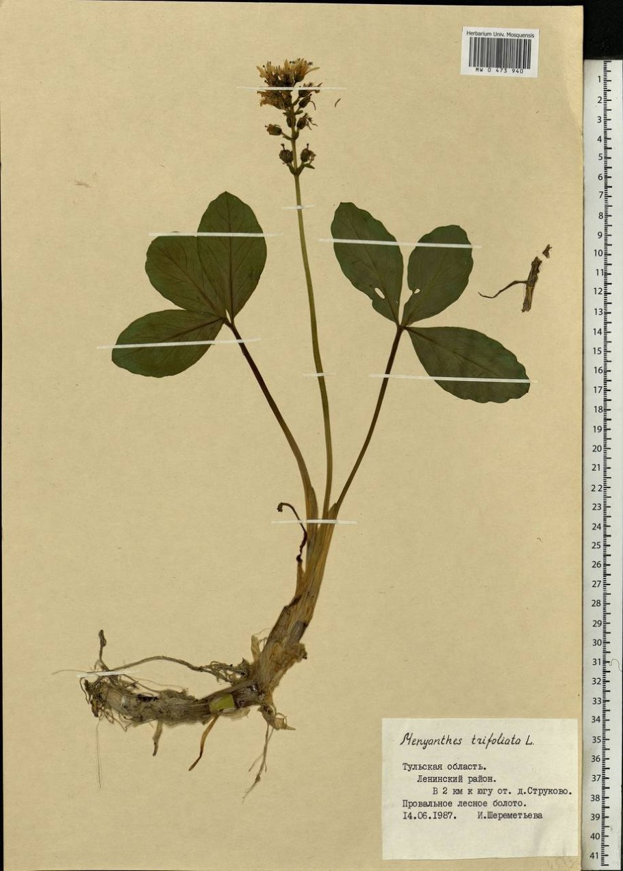 Вахта трехлистная сырье