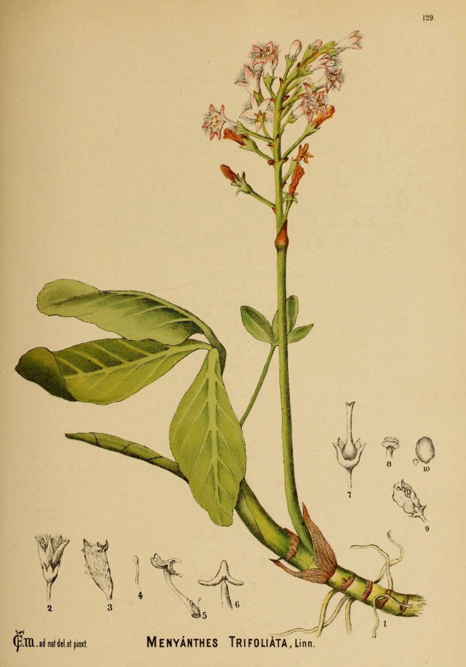 Menyanthes trifoliata гербарий