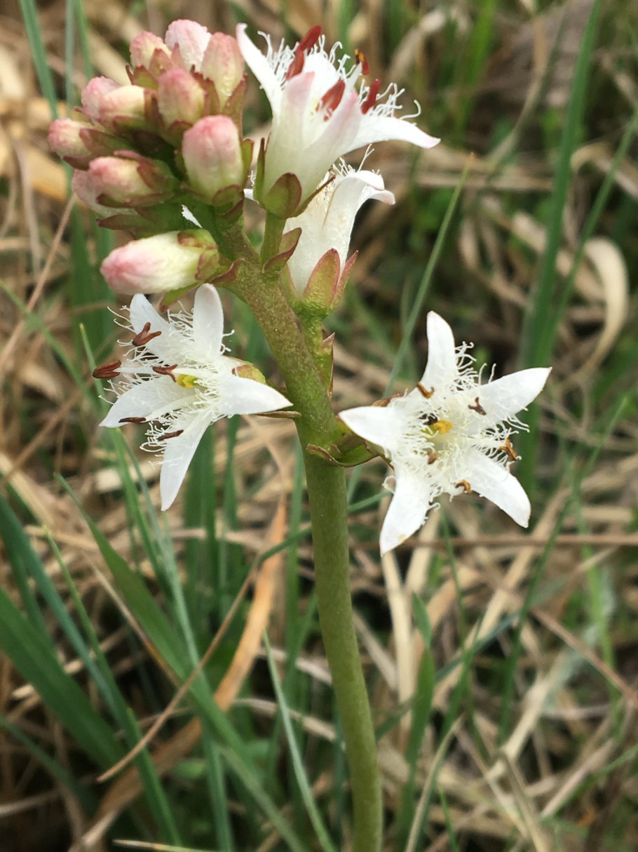 Вахту (Menyanthes trifoliata