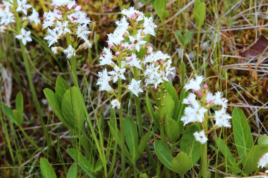Menyanthes trifoliata