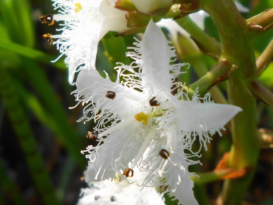 Menyanthes trifoliata гербарный