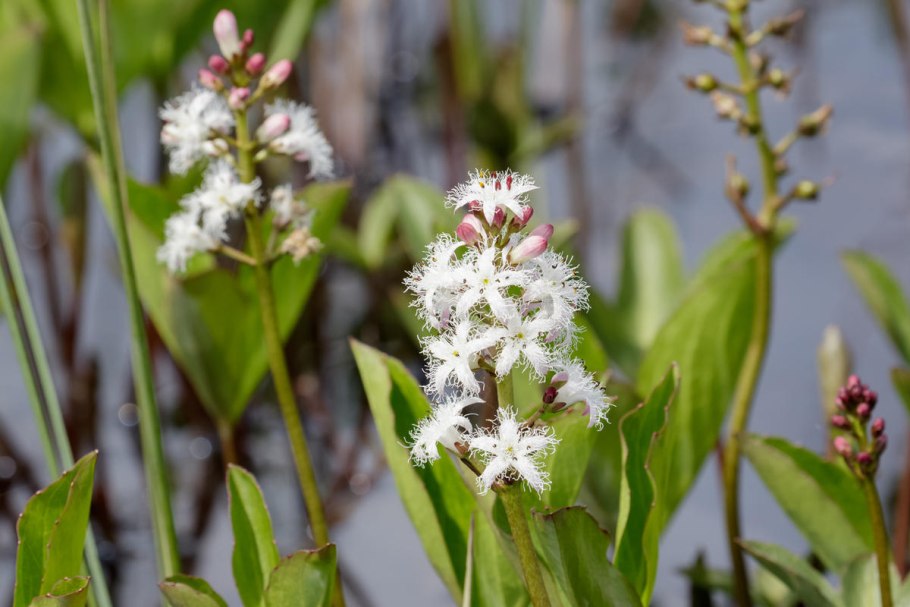Menyanthes trifoliata