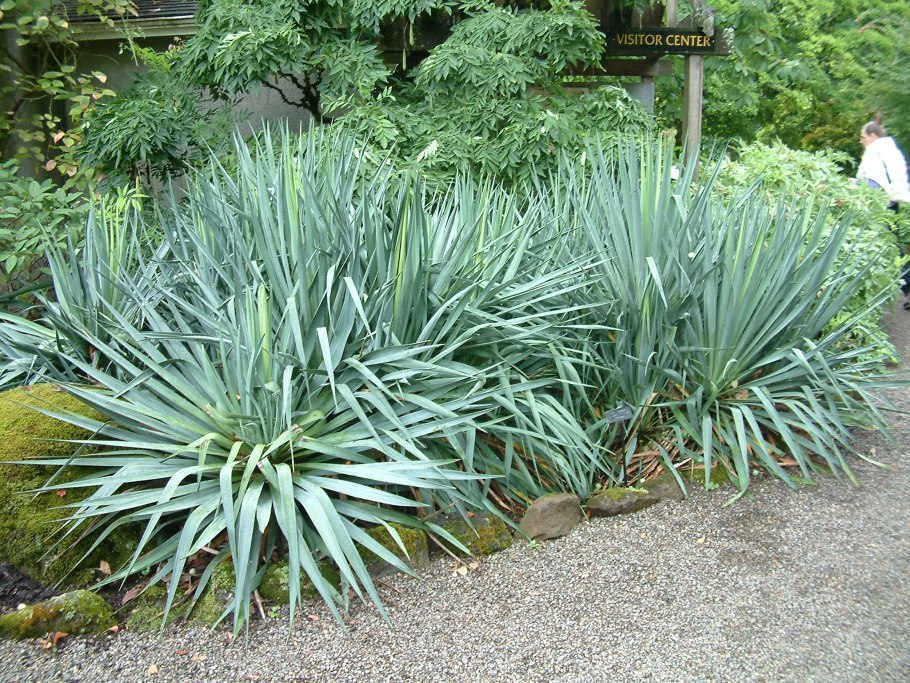 Юкка Yucca filamentosa