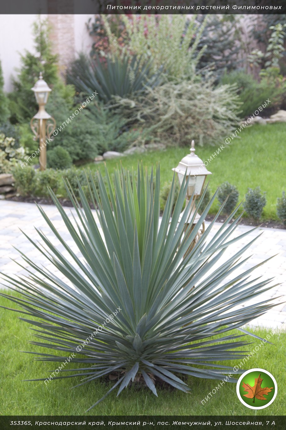 Юкка славная (Yucca Gloriosa)
