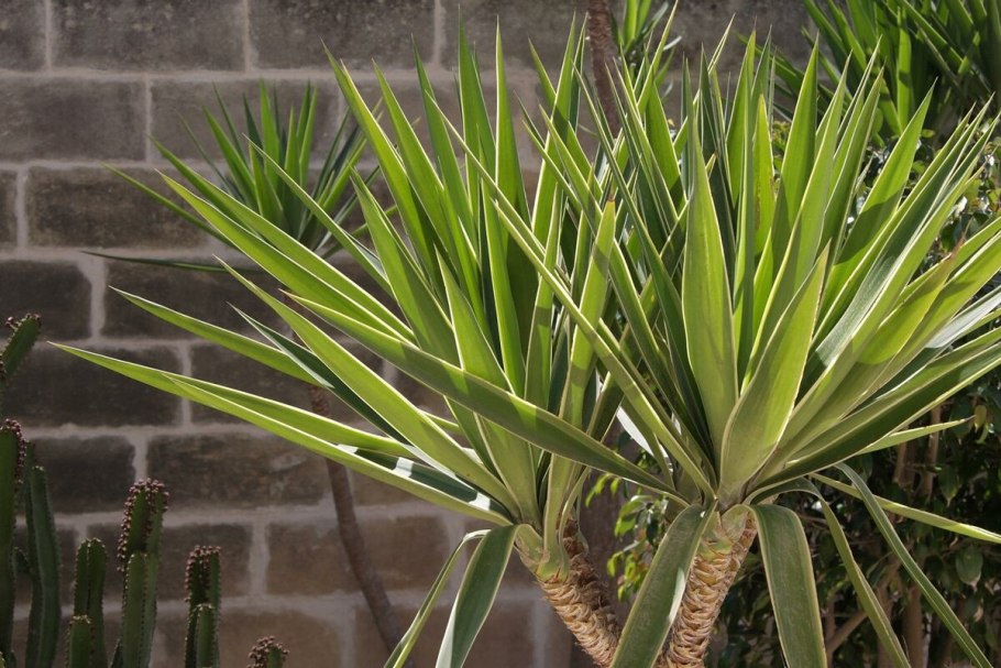Юкка алоэлистная (Yucca aloifolia)