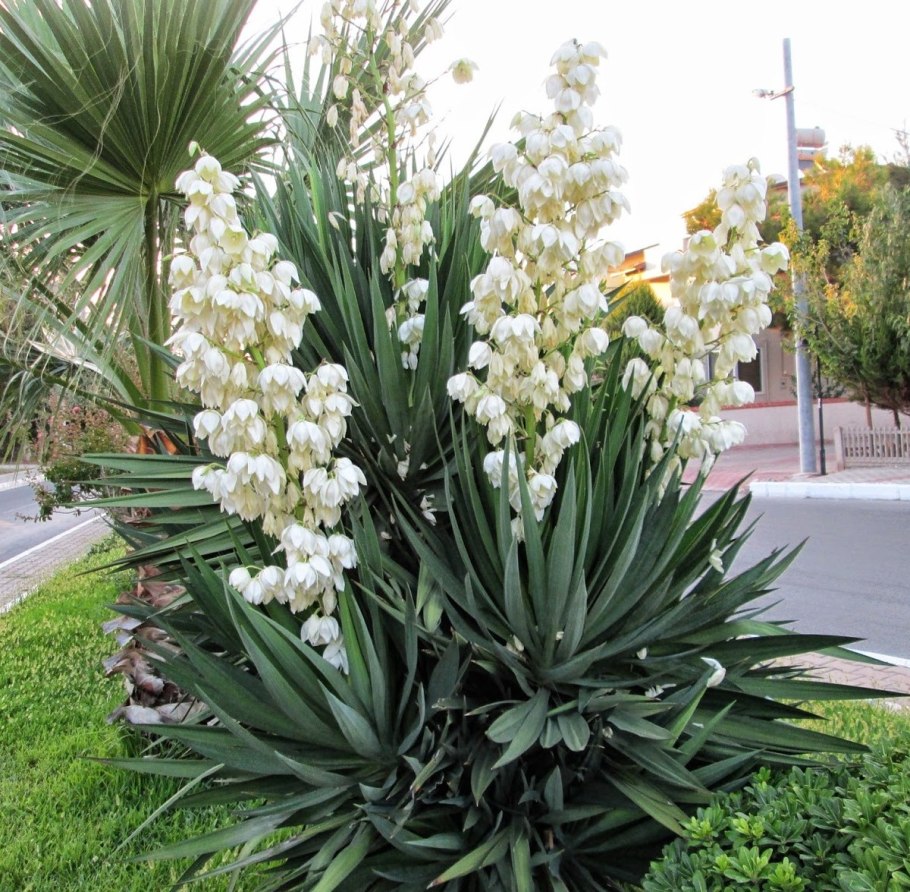 Юкка алоэлистная (Yucca aloifolia)