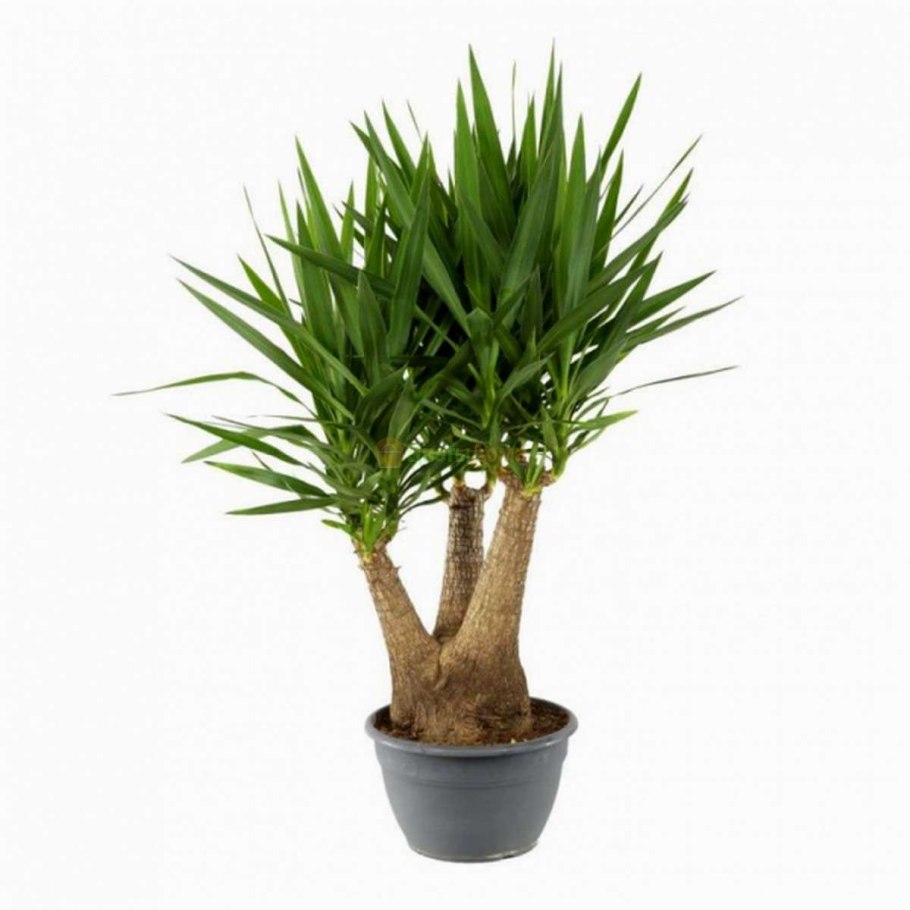 Юкка алоэлистная (Yucca aloifolia)