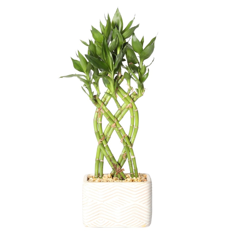 Dracaena sanderiana Lucky Bamboo