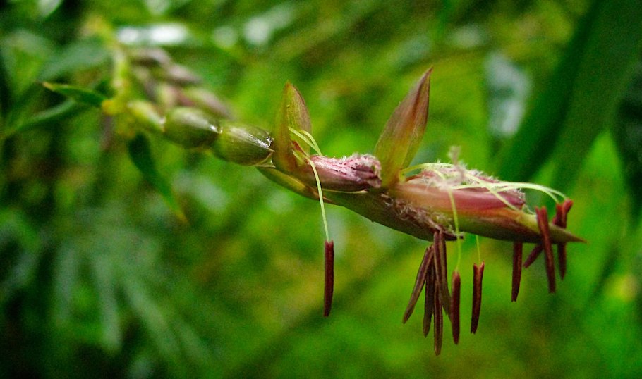 Бамбук лаки (Lucky Bamboo)
