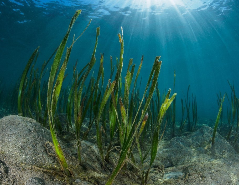 Подводные морские растения
