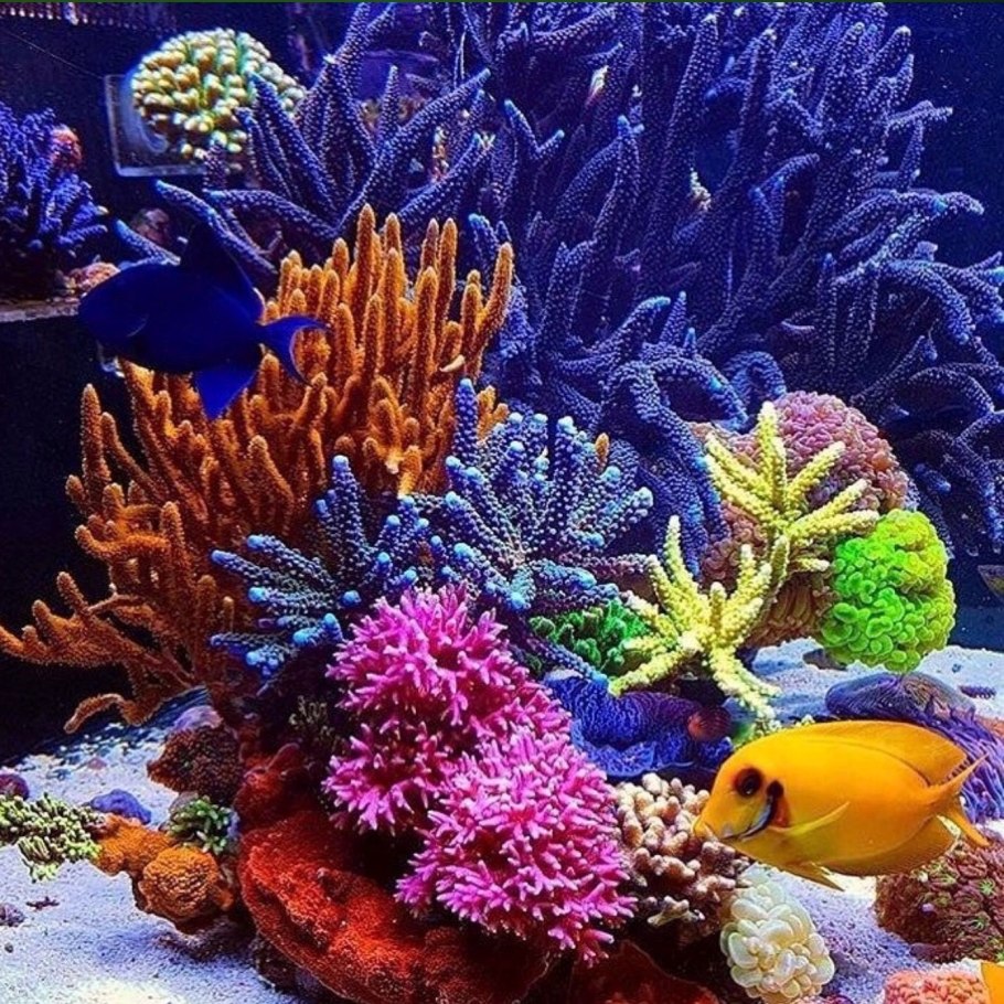 Морские кораллы рифы