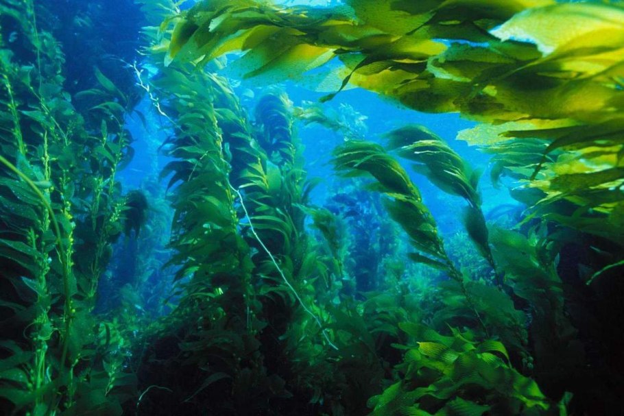 Море водоросли ламинария японская