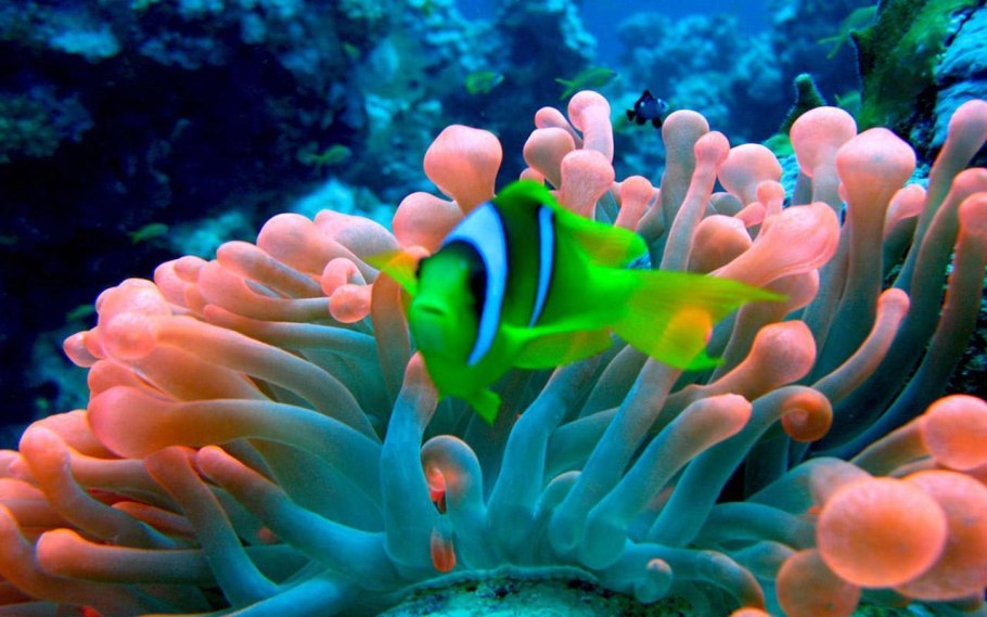 Красное море рыба клоун