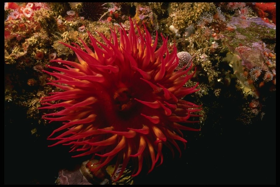 Red Anemone морская