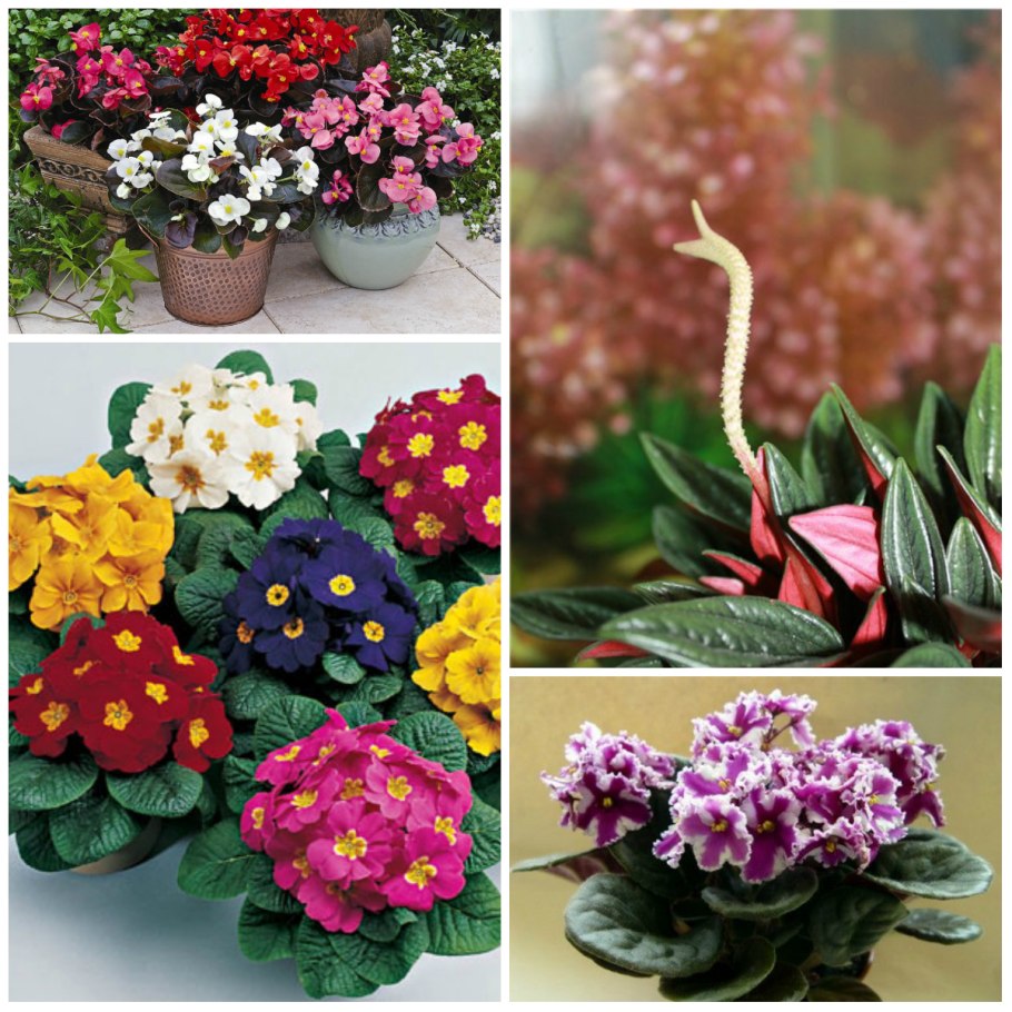 Любимые цветы орхидеи