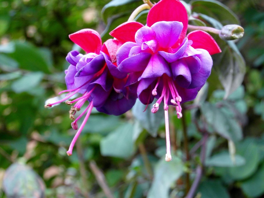 Комнатные цветы для знака зодиака Телец