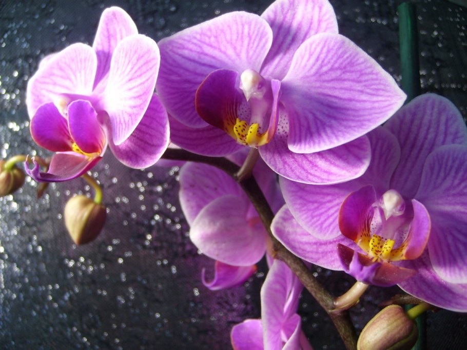 Комнатные цветы цветущие с названиями неприхотливые