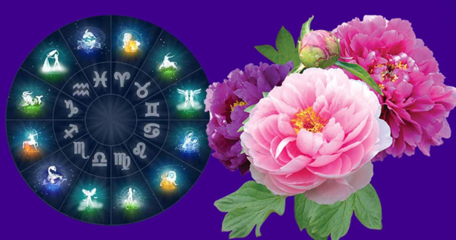 Фуксия Aretes Colmar