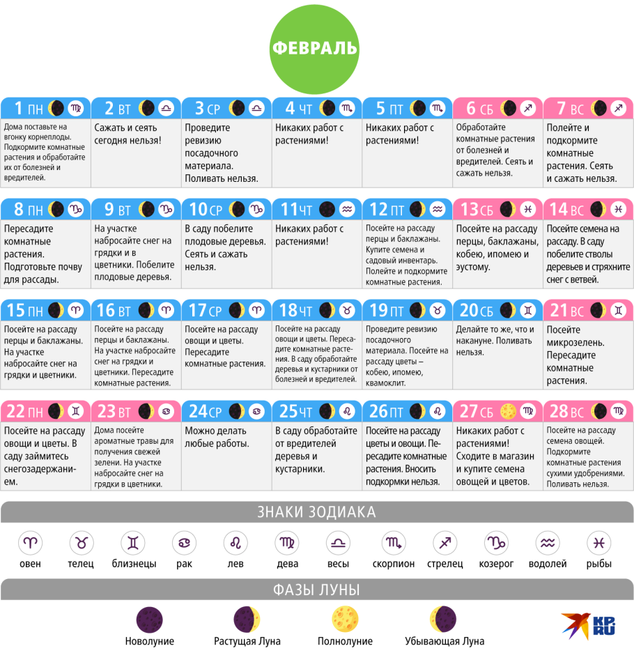 Комнатные цветы для Водолея