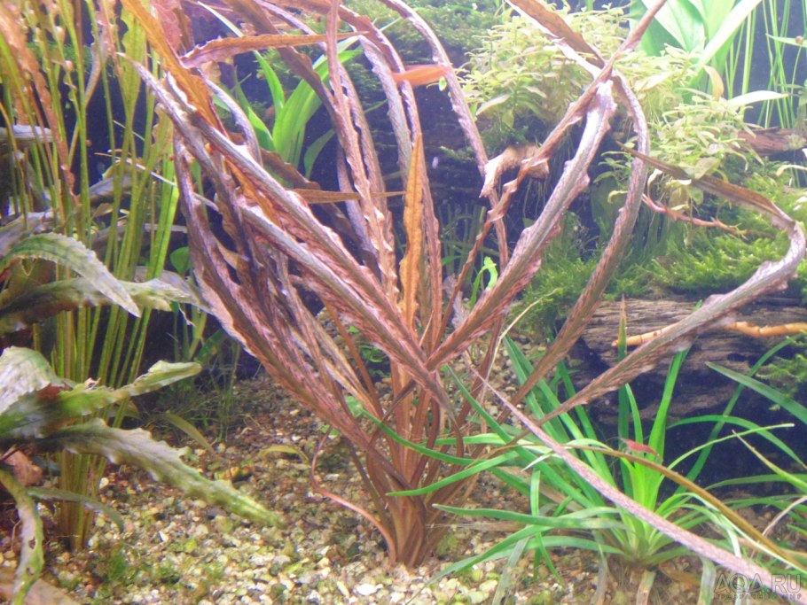 Криптокорина спиральная Cryptocoryne spiralis