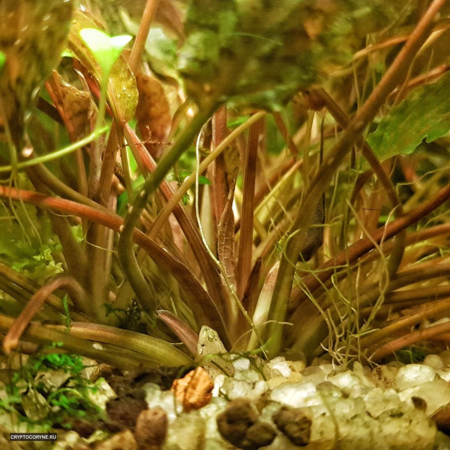 Криптокорина спиральная Cryptocoryne spiralis