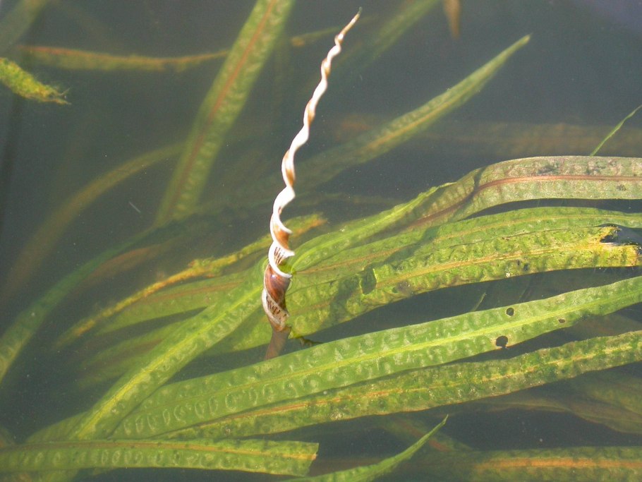 Валлиснерия спиральная (Vallisneria spiralis)