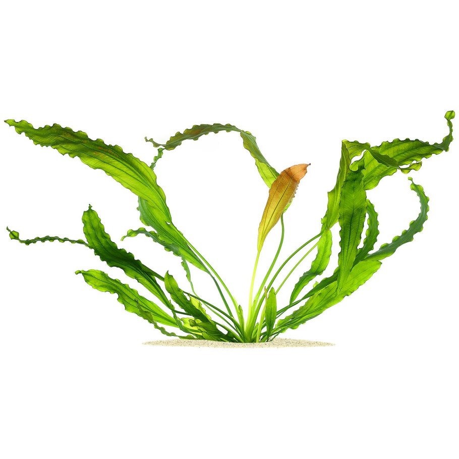 Криптокорина браминго (Cryptocoryne "BRAMINGO")