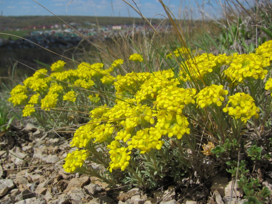 Alyssum Lenense