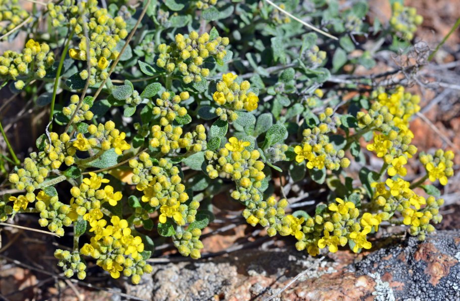 Бурачок горный (Alyssum montanum)