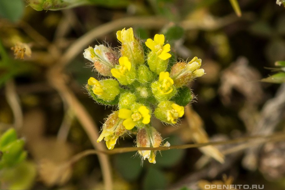 Алиссум горный (Alyssum montanum